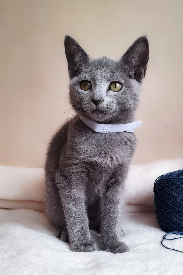 Eve | Russian Blue Kitten