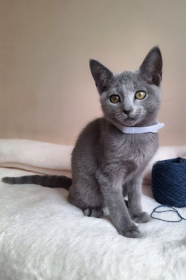Eve | Russian Blue Kitten