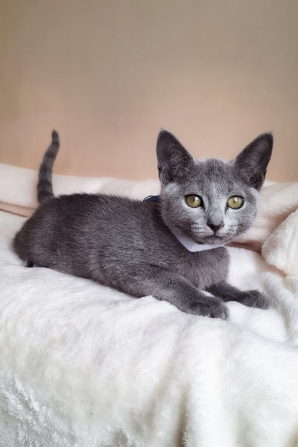 Eve | Russian Blue Kitten