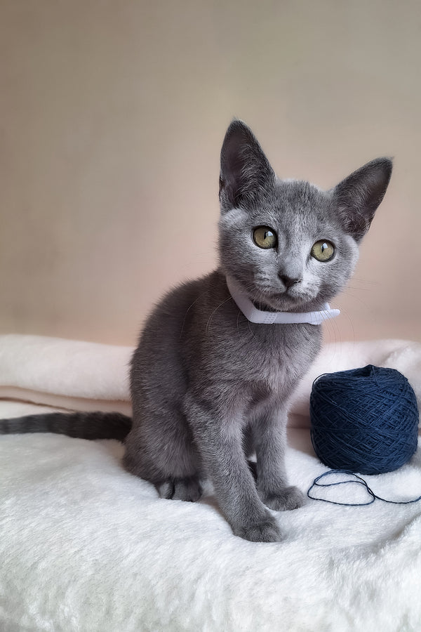 Eve | Russian Blue Kitten