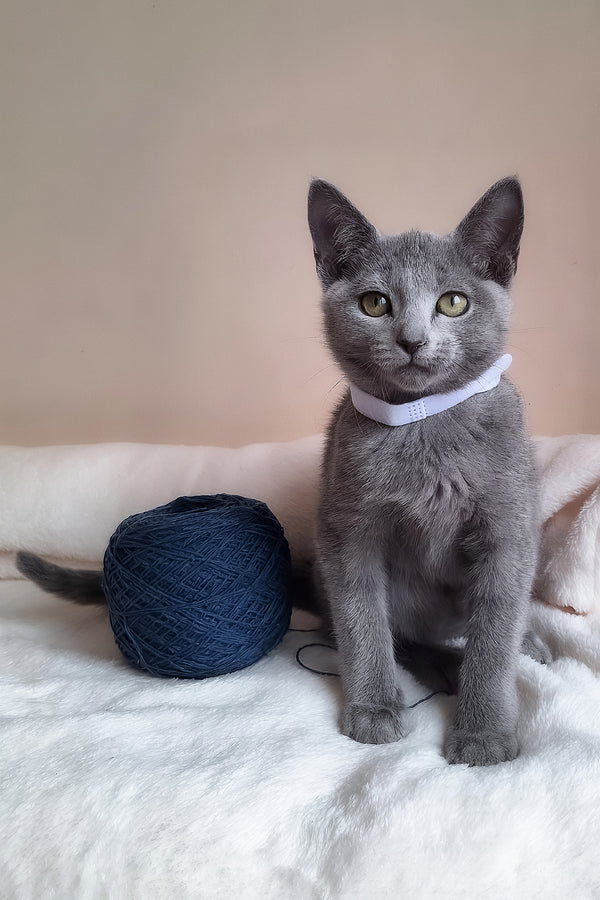 Eve | Russian Blue Kitten