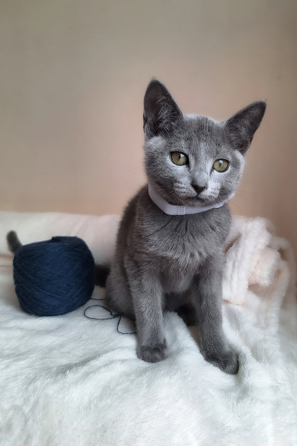 Eve | Russian Blue Kitten