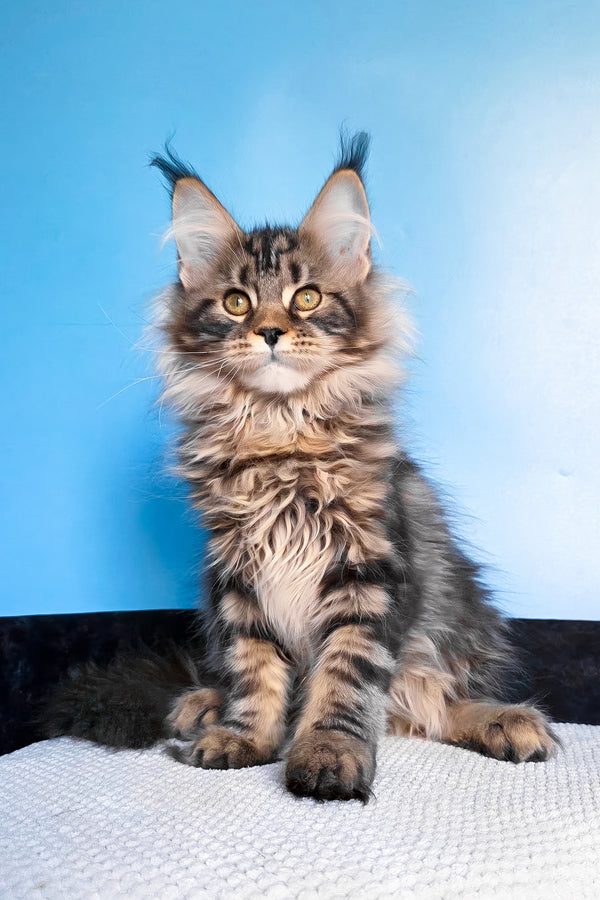 Eve | Maine Coon Kitten