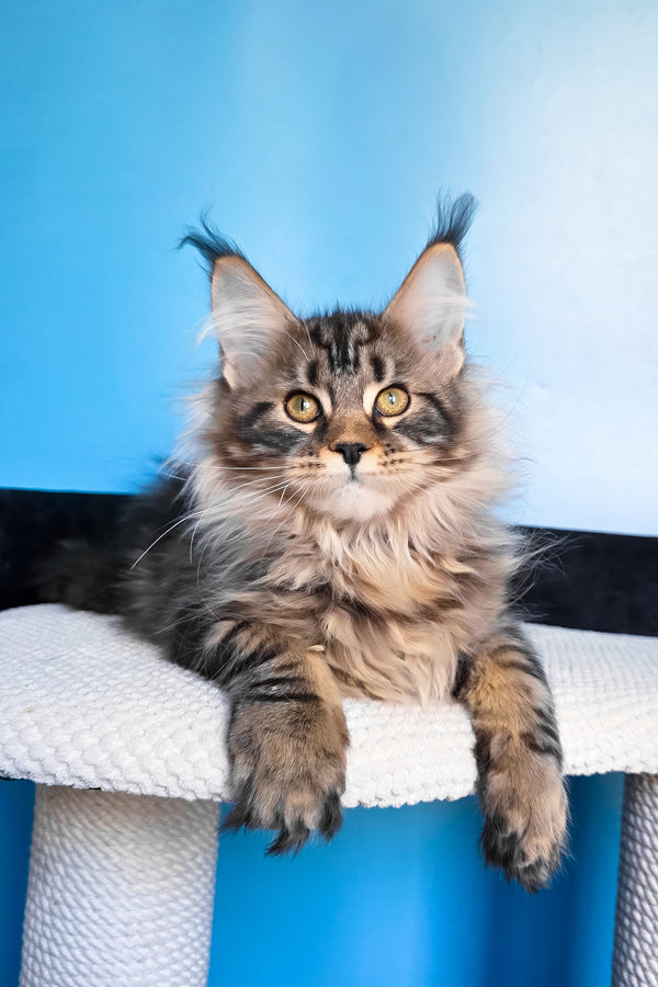 Eve | Maine Coon Kitten