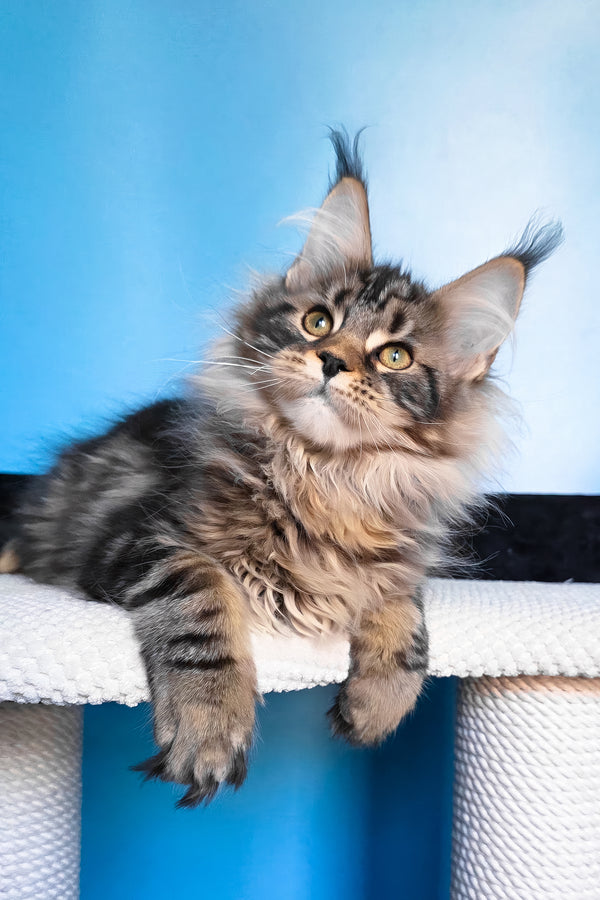 Eve | Maine Coon Kitten