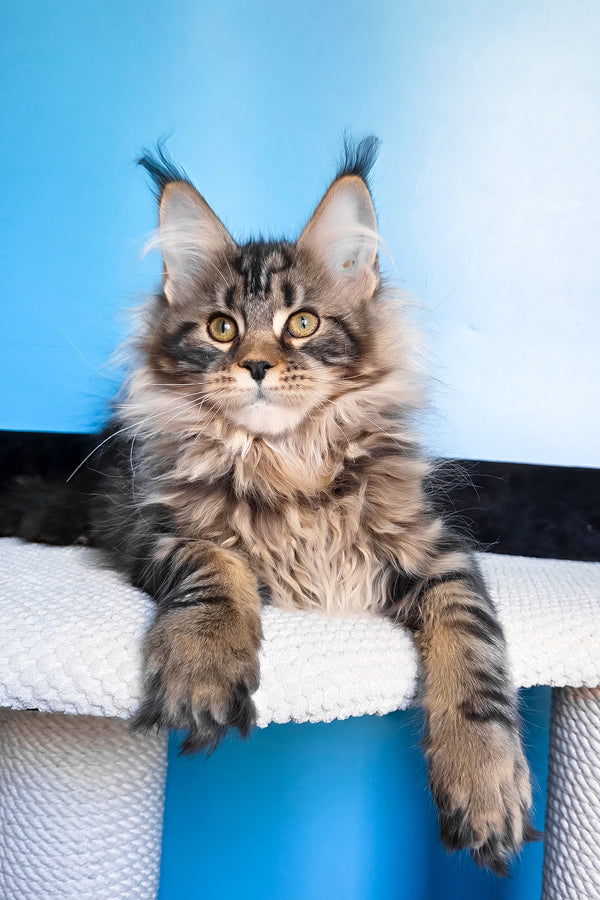 Eve | Maine Coon Kitten