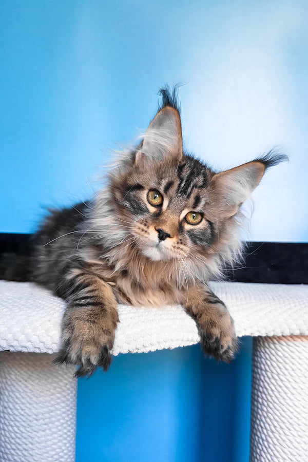 Eve | Maine Coon Kitten