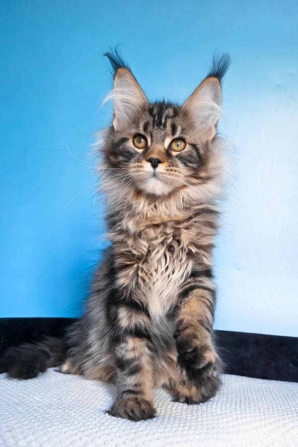 Eve | Maine Coon Kitten