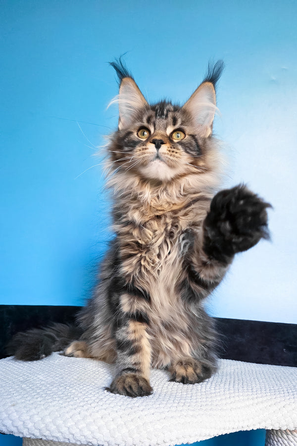 Eve | Maine Coon Kitten