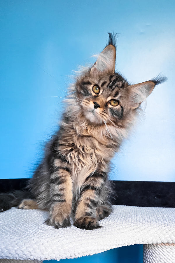 Eve | Maine Coon Kitten
