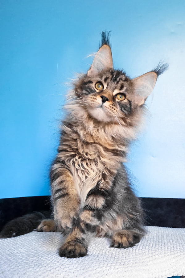 Eve | Maine Coon Kitten