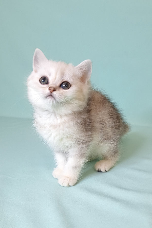 A fluffy silver shaded scottish straight kitten with plush fur and striking dark eyes in black silver marble pattern