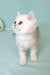 Evi | Scottish Straight Kitten