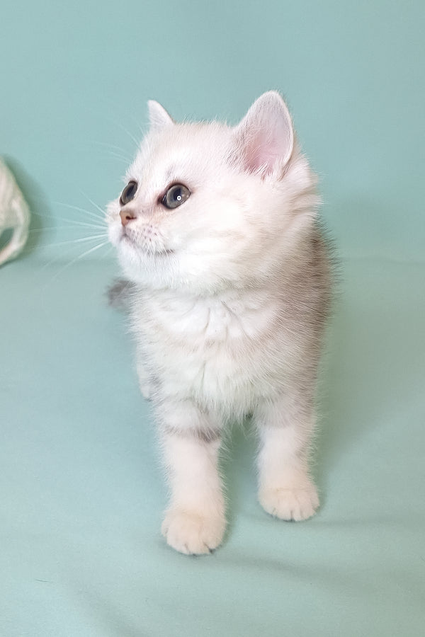 A fluffy silver shaded scottish straight kitten with soft plush fur and striking dark eyes in black silver marble pattern