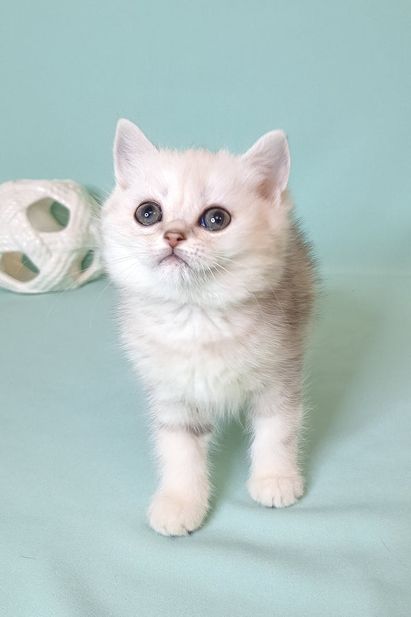 Evi | Scottish Straight Kitten