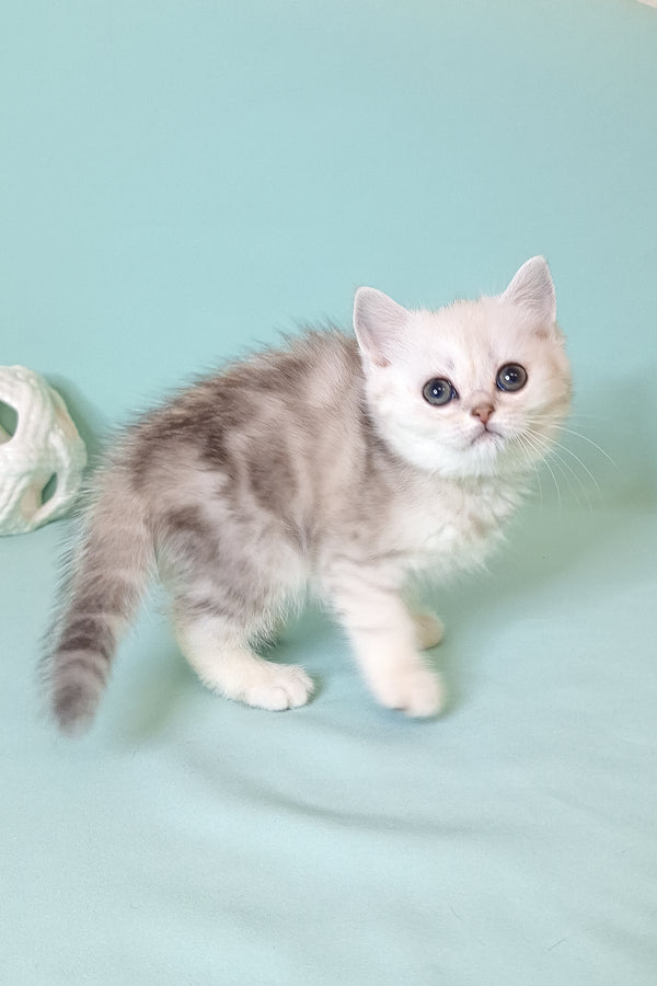A fluffy scottish straight kitten with striking blue eyes and a soft black silver marble plush coat