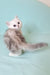 Evi | Scottish Straight Kitten