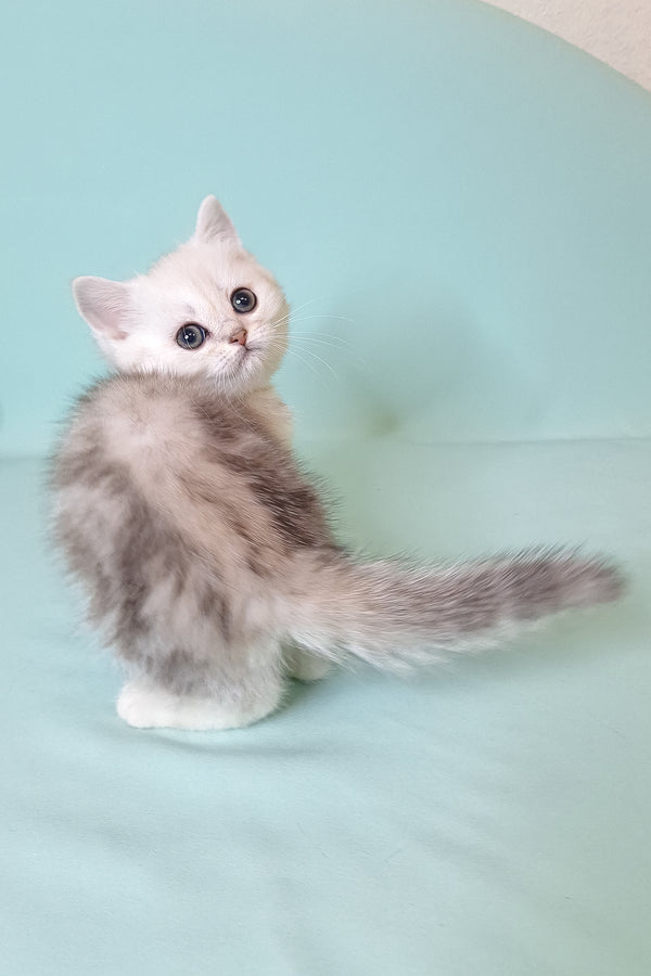 Evi the scottish straight kitten is a fluffy silver shaded with black silver marble pattern and striking dark eyes