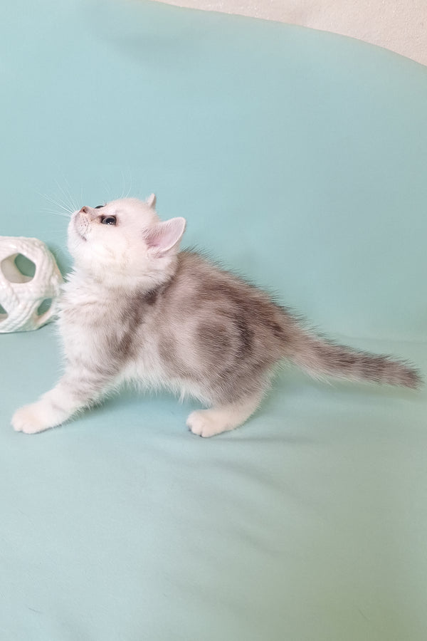 A fluffy scottish straight kitten with silver shaded fur and white paws standing curious on a mint green surface