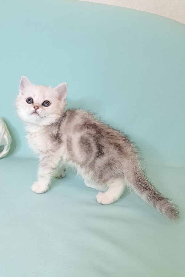 A fluffy scottish straight kitten with striking dark eyes and a soft silver shaded plush coat perfect for cuddles