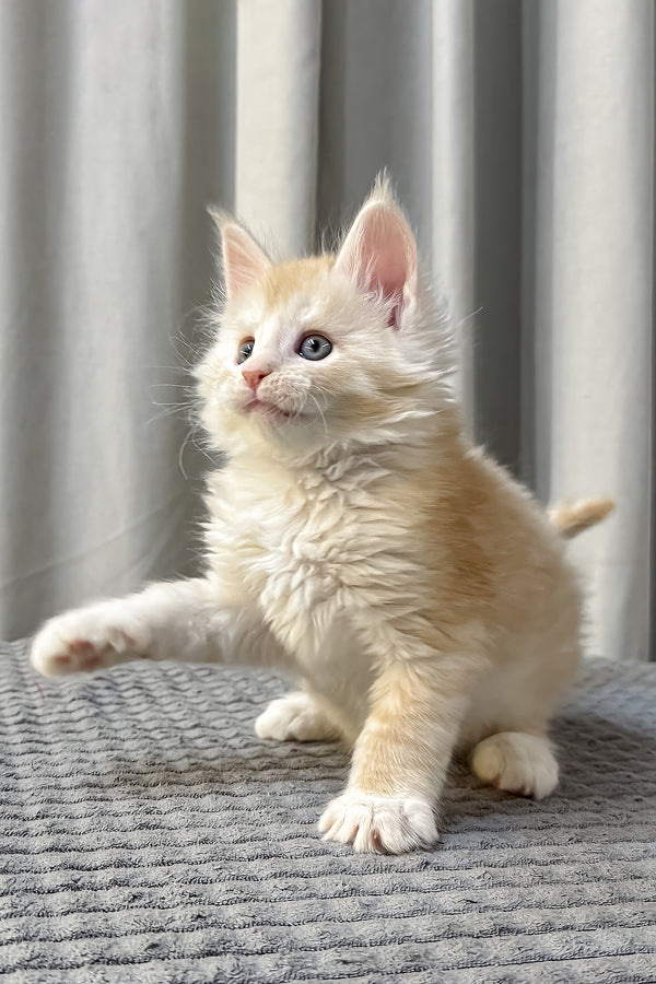 Fabian | Maine Coon Kitten