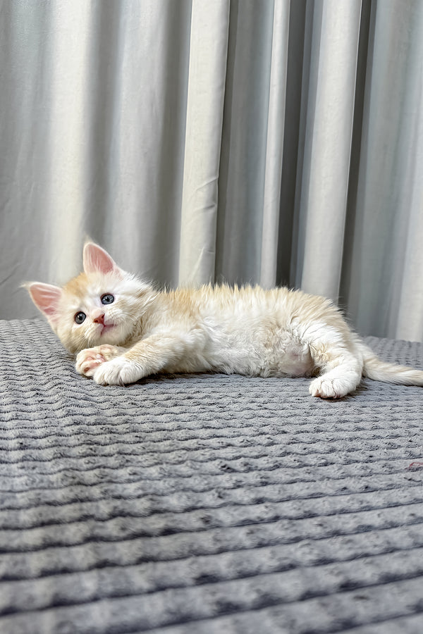 Fabian | Maine Coon Kitten