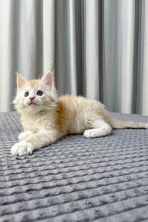 Fabian | Maine Coon Kitten