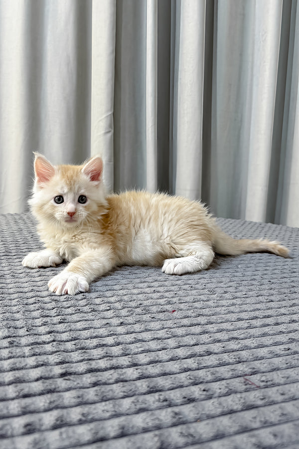Fabian | Maine Coon Kitten