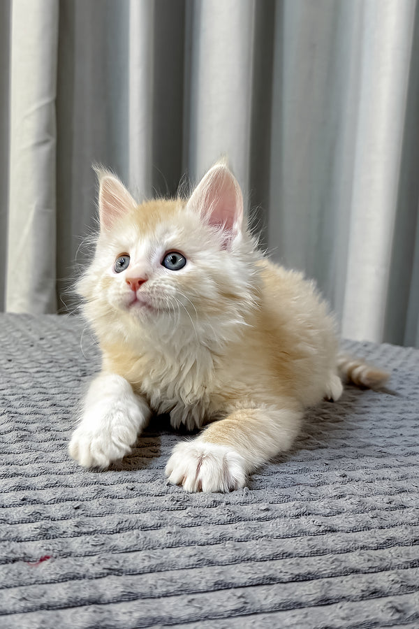 Fabian | Maine Coon Kitten
