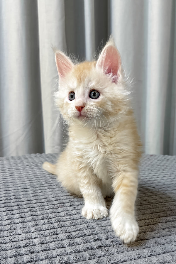 Fabian | Maine Coon Kitten