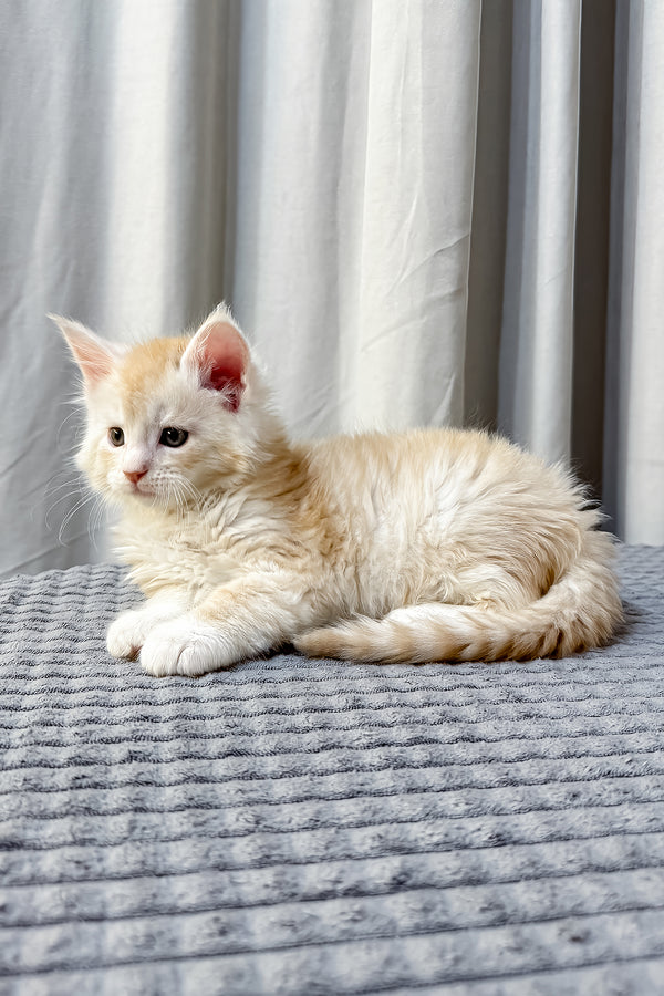 Fabian | Maine Coon Kitten