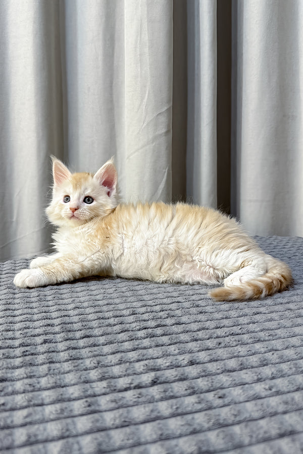 Fabian | Maine Coon Kitten