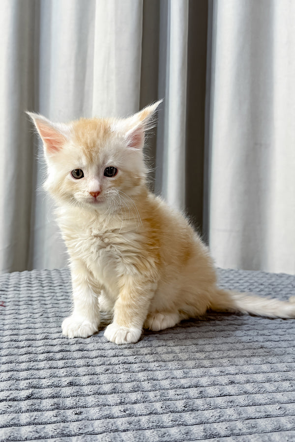 Fabian | Maine Coon Kitten