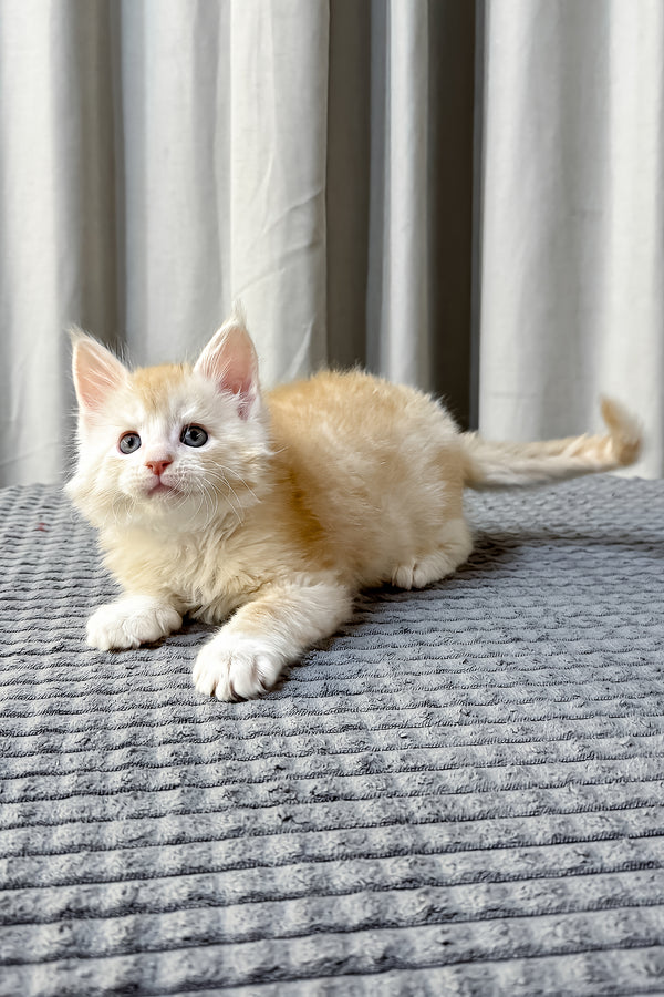 Fabian | Maine Coon Kitten