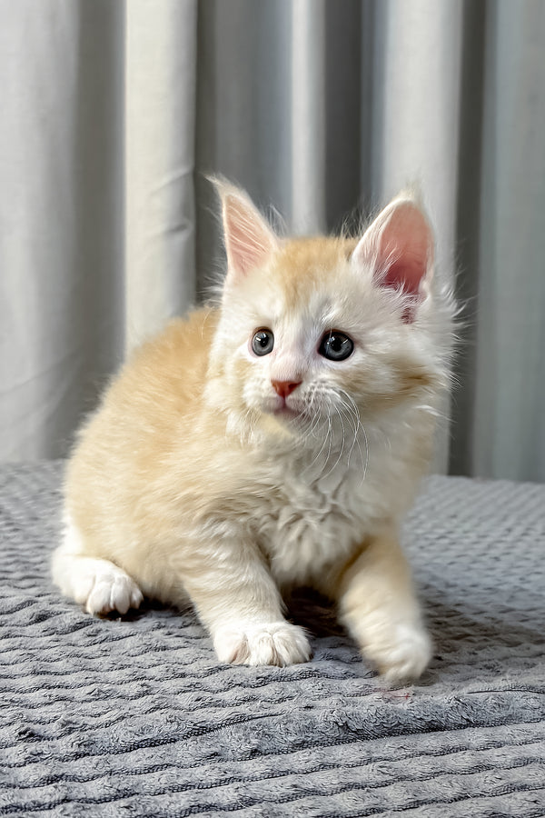 Fabian | Maine Coon Kitten