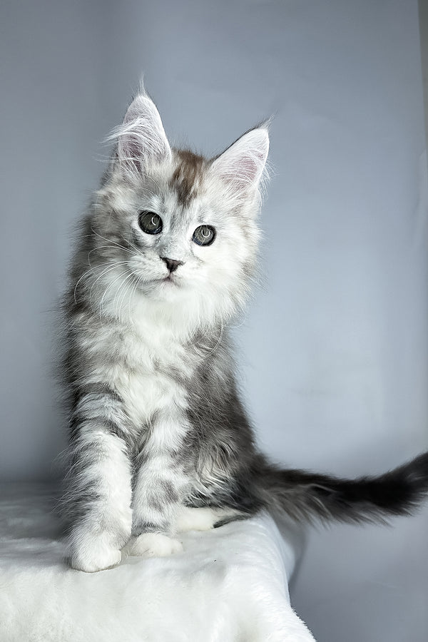 Fairy | Maine Coon Kitten