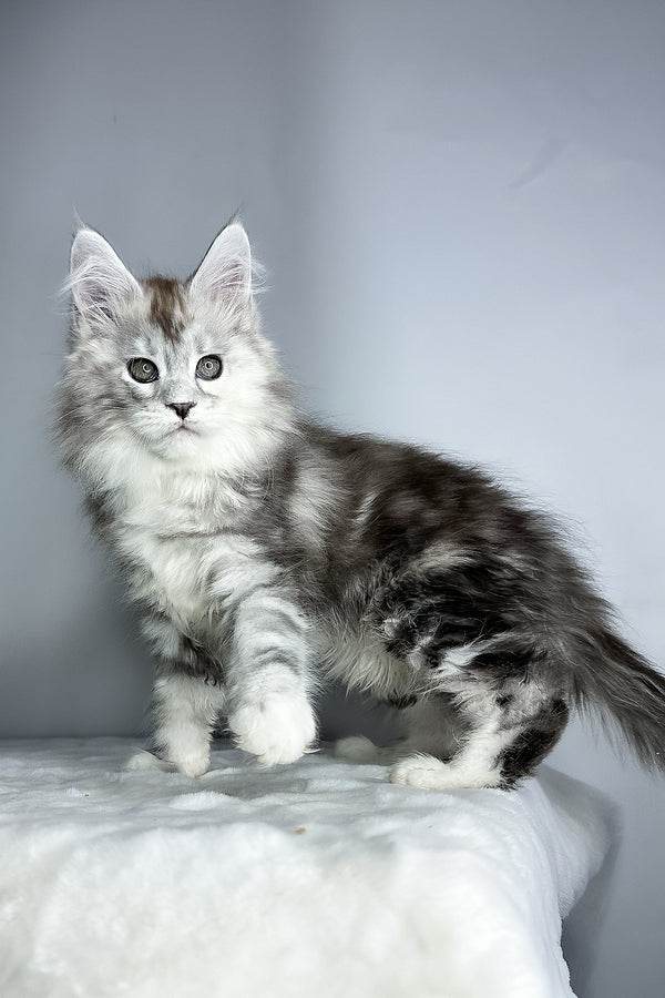 Fairy | Maine Coon Kitten