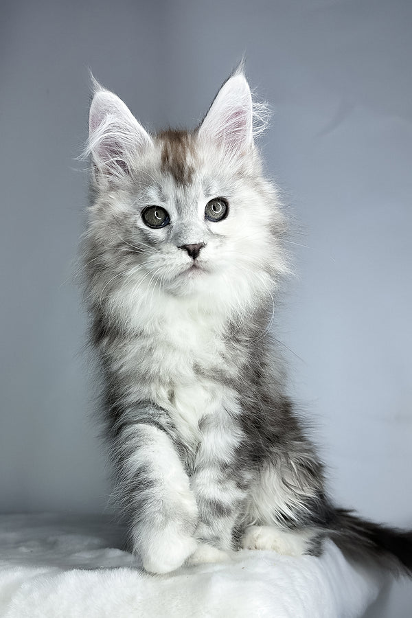 Fairy | Maine Coon Kitten