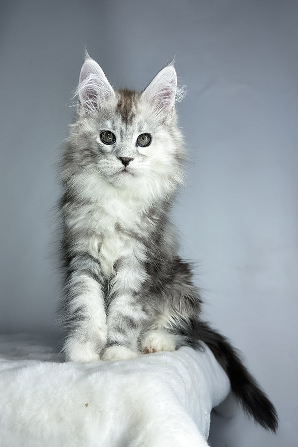 Fairy | Maine Coon Kitten