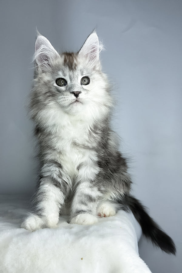 Fairy | Maine Coon Kitten