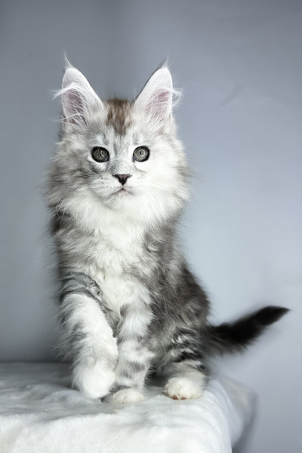 Fairy | Maine Coon Kitten