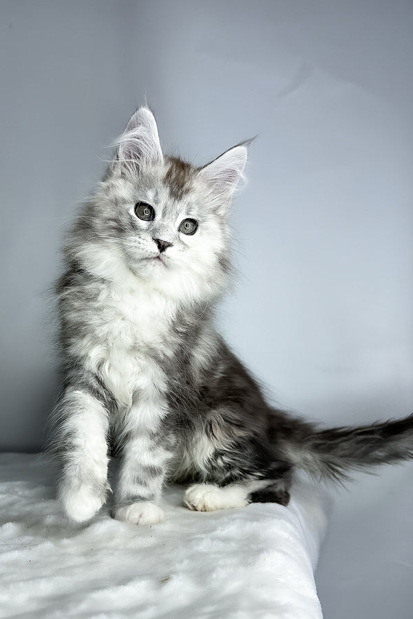 Fairy | Maine Coon Kitten