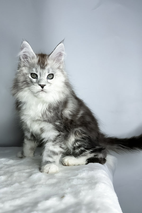 Fairy | Maine Coon Kitten