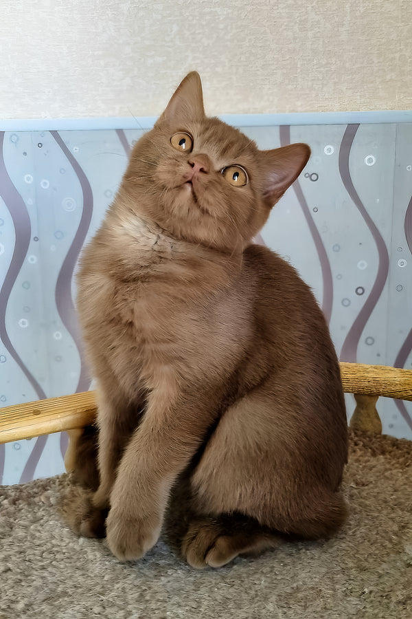 Fantic | British Shorthair Kitten