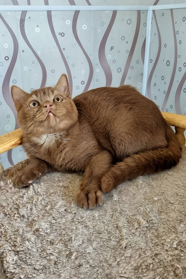 Fantic | British Shorthair Kitten