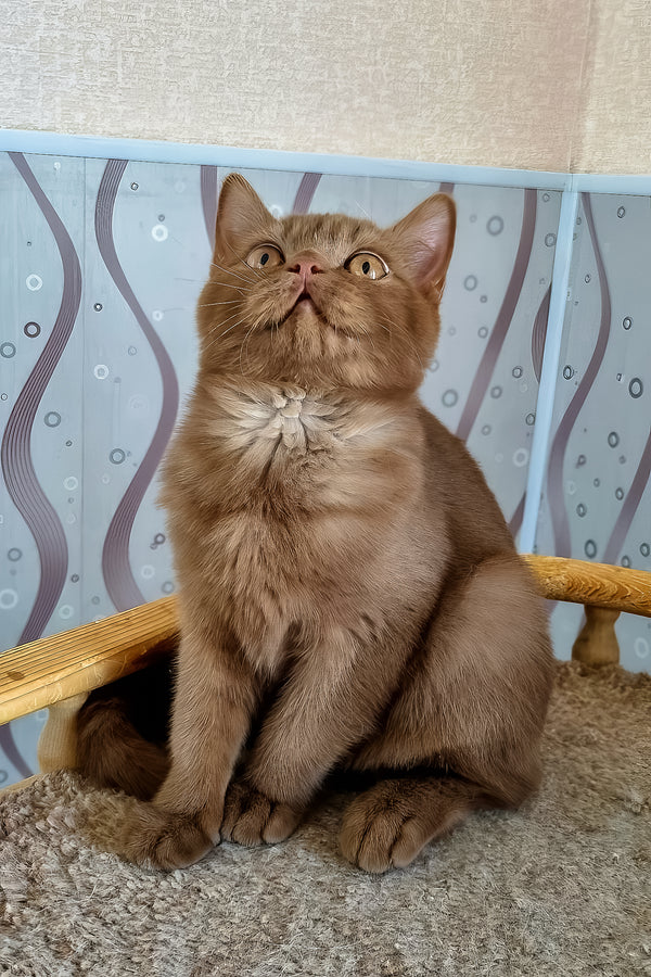 Fantic | British Shorthair Kitten