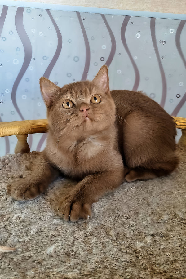 Fantic | British Shorthair Kitten
