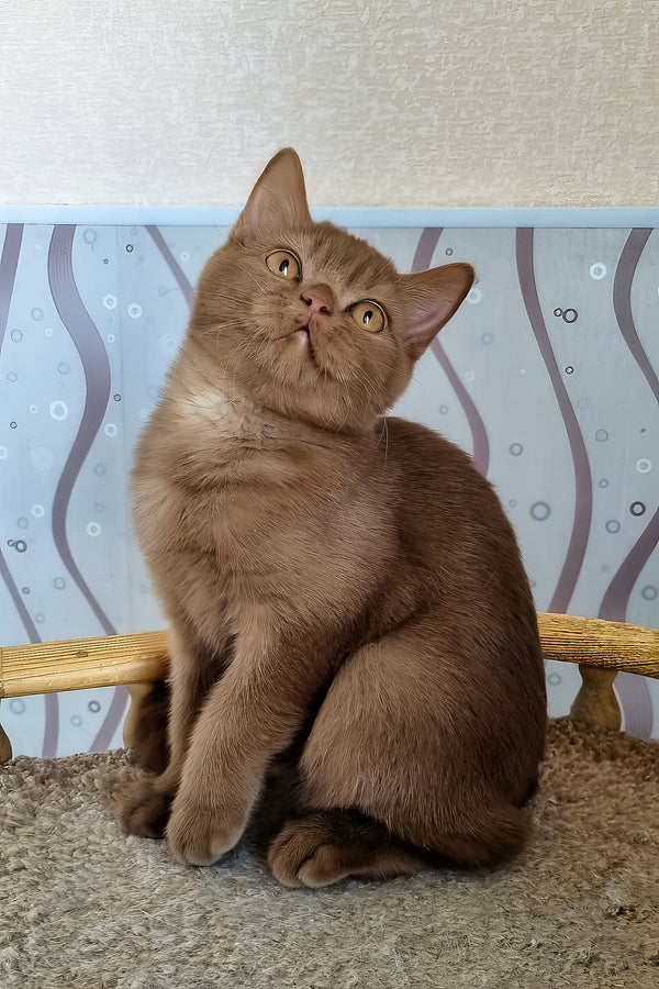 Fantic | British Shorthair Kitten