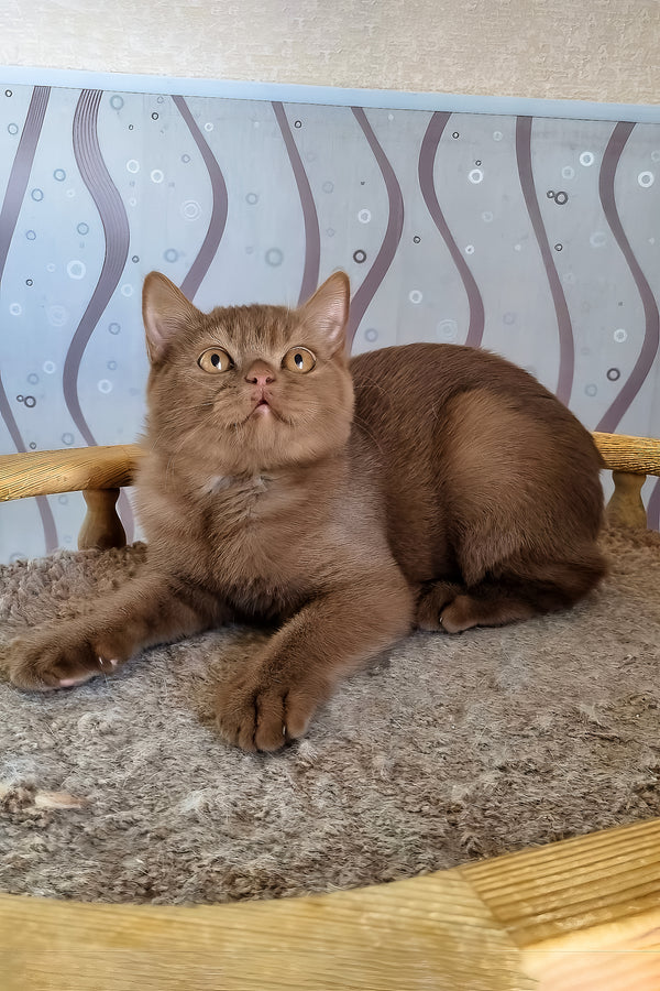 Fantic | British Shorthair Kitten