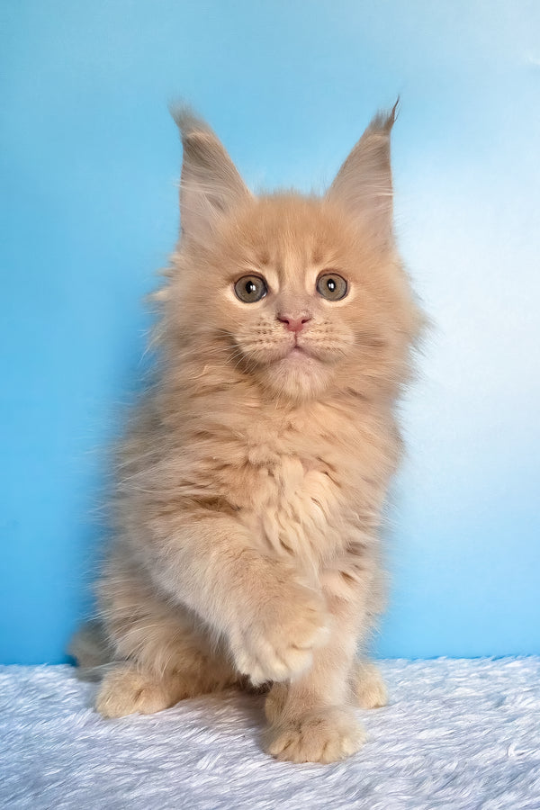 Faraon | Maine Coon Kitten